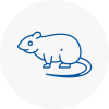 Rat Control Nelson